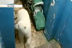 Πολικές αρκούδες «εισέβαλαν» σε ρωσική πόλη και ψάχνουν φαγητό!