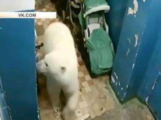 Φωτογραφία για Πολικές αρκούδες «εισέβαλαν» σε ρωσική πόλη και ψάχνουν φαγητό!