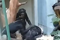 Σώστε τον Μπίλι: Τρομακτικό bullying πιθήκων σε χιμπατζή μέσα σε ζωολογικό κήπο