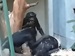 Φωτογραφία για Σώστε τον Μπίλι: Τρομακτικό bullying πιθήκων σε χιμπατζή μέσα σε ζωολογικό κήπο