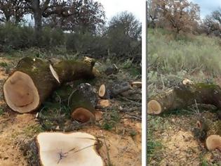 Φωτογραφία για Λαθροϋλοτόμοι έκοψαν αιωνόβιες δρύες από το δάσος του Ξηρομέρου