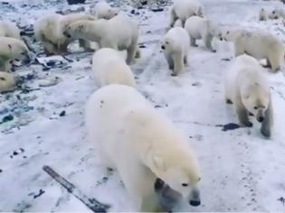 Φωτογραφία για Ήρθη η κατάσταση έκτακτης ανάγκης στη Νόβαγια Ζεμλιά λόγω της εισβολής πολικών αρκούδων