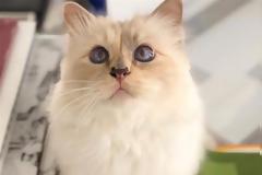 Choupette: Η γάτα του Καρλ Λάγκερφελντ αποχαιρετά τον «μπαμπά» της