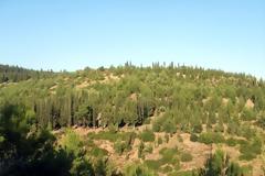 2.000 βραδυφλεγή φυτά θα φυτευτούν στο δάσος του Σέιχ Σου