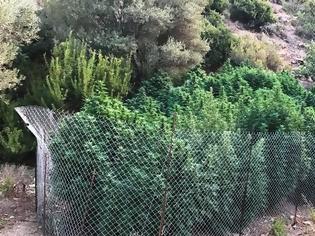 Φωτογραφία για Κρήτη: Του πέρασαν χειροπέδες για μεγάλη φυτεία κάνναβης