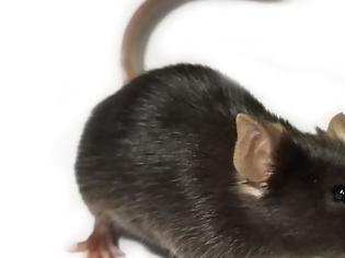 Φωτογραφία για Επιστήμονες τροποποίησαν ποντίκια ώστε να μπορούν να βλέπουν το αόρατο υπέρυθρο φως