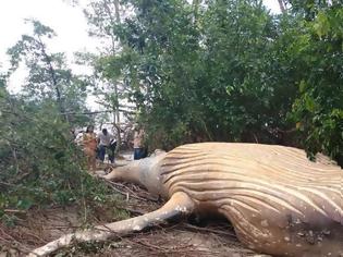 Φωτογραφία για Φάλαινα βρέθηκε νεκρή στη ζούγκλα του Αμαζονίου