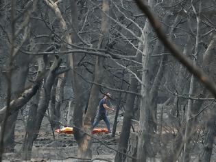 Φωτογραφία για Γιώργος Παναγιωτακόπουλος: Να πληρώσουν οι υπαίτιοι τής φονικής πυρκαγιάς στο Μάτι