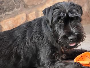Φωτογραφία για Σκύλος Σνάουτσερ: Ένας ευφυής Γερμανός με γένια