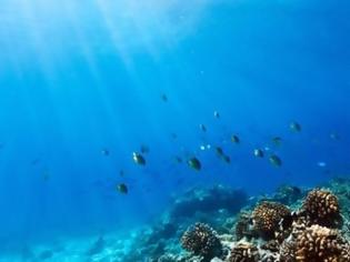 Φωτογραφία για Ο πρώτος κοραλλιογενής ύφαλος στη Μεσόγειο εντοπίστηκε στην Ιταλία