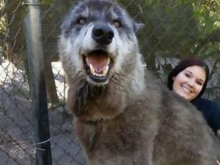 Φωτογραφία για Λυκόσκυλο γίγαντας εγκαταλείφθηκε σε καταφύγιο λύκων και είναι μεγαλύτερο από τους λύκους
