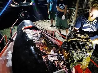 Φωτογραφία για Φάλαινα πέθανε αφού κατάπιε 40 κιλά πλαστικές σακούλες