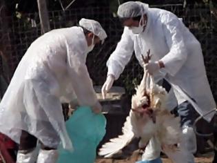 Φωτογραφία για Βουλγαρία: Στην ευθανασία 12.000 πουλερικών προχώρησαν οι αρχές λόγω της γρίπης των πτηνών