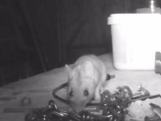 Φωτογραφία για Ενα ποντικάκι έκανε κάθε βράδυ φασίνα και τρέλανε την γειτονιά (Video)