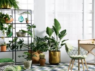 Φωτογραφία για Δεκατέσσερα φυτά που πρέπει να έχετε μέσα στο σπίτι σας για να φιλτράρουν τον αέρα