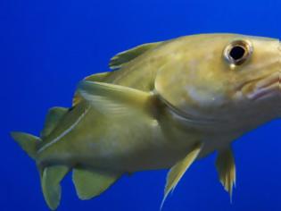 Φωτογραφία για Μπακαλιάρος, βακαλάος ψάρι πλούσιο σε ασβέστιο, μαγνήσιο, φωσφόρο, σίδηρο, κάλιο, Β12 και Ω3 λιπαρά