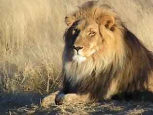 Φωτογραφία για Λαθροθήρας κατασπαράχθηκε από αγέλη λιονταριών ενώ λίγο πριν είχε σκοτώσει τρεις οικογένειες μπαμπουίνων