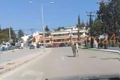 Άλογο έκοβε βόλτες στη Θεσσαλονίκη! Δείτε βίντεο