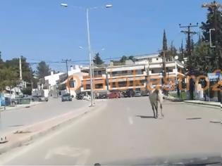 Φωτογραφία για Άλογο έκοβε βόλτες στη Θεσσαλονίκη! Δείτε βίντεο