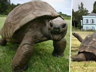 Φωτογραφία για Το μεγαλύτερο σε ηλικία πλάσμα του κόσμου είναι μία χελώνα 187 ετών