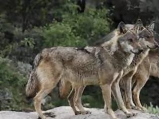 Φωτογραφία για Αγέλη λύκων εμφανίστηκε μέσα στην πόλη της Φλώρινας! (video)