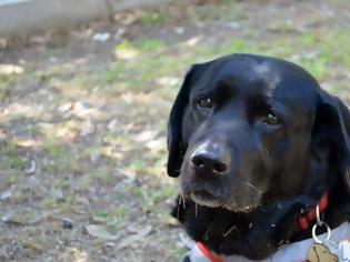 Φωτογραφία για Πέθανε η Λάρα, ο πρώτος σκύλος - οδηγός τυφλών στην Ελλάδα