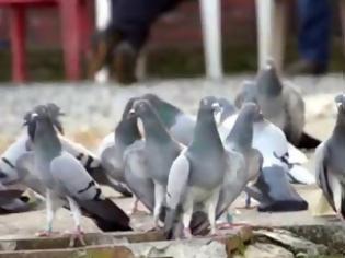 Φωτογραφία για Θεσσαλονίκη: Τα... περιστέρια στην κορυφή της λίστας των παραπόνων για τις βραχυχρόνιες μισθώσεις!