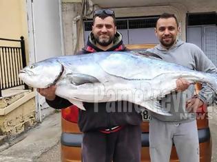 Φωτογραφία για Πρέβεζα: Αυτή είναι ψαριά!! 35 κιλά λέτσα στα δίχτυα ψαρά!