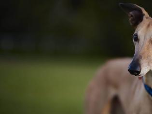 Φωτογραφία για Γκρεϊχάουντ: Η ταχύτερη ράτσα σκύλων