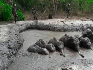 Φωτογραφία για ΒΙΝΤΕΟ Δασοφύλακες στην Ταϊλάνδη διέσωσαν έξι ελεφαντάκια που ειχαν  παγιδευτεί στη λάσπη