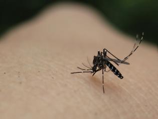 Φωτογραφία για Προστασία από τα κουνούπια: Με αυτό το κόλπο δεν θα σε ξανατσιμπήσουν ποτέ