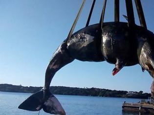 Φωτογραφία για Έγκυος φάλαινα ξεβράστηκε στην Ιταλία με 22 κιλά σκουπίδια στο στομάχι της