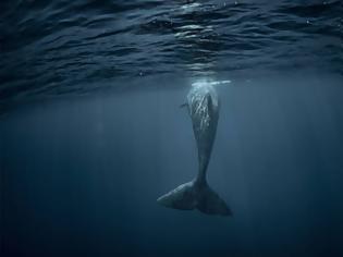 Φωτογραφία για Φάλαινα βρέθηκε νεκρή με 22 κιλά πλαστικό στην κοιλιά της