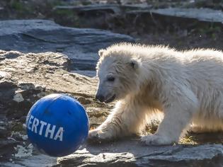 Φωτογραφία για Χέρτα, η νεογέννητη πολική αρκουδίτσα του Βερολίνου