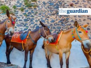 Φωτογραφία για Guardian: Έκκληση ευαισθητοποίησης για τα γαϊδουράκια στη Σαντορίνη