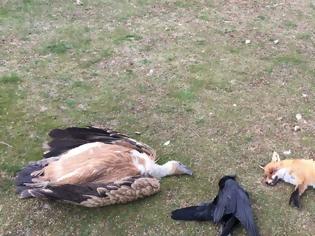 Φωτογραφία για Με δηλητηριασμένα δολώματα σκότωσαν οκτώ σπάνια αρπακτικά πουλιά