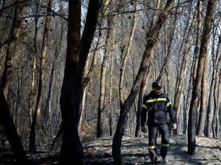 Φωτογραφία για Φωτογραφίες από τη φωτιά στο δάσος Στροφυλιάς: Κρανίου τόπος η επόμενη μέρα