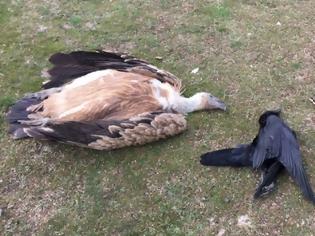 Φωτογραφία για Θάνατοι σπάνιων αρπακτικών πουλιών στη Θράκη, από δηλητηριασμένα δολώματα