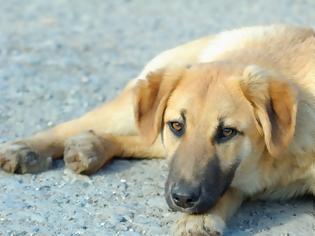 Φωτογραφία για Σκότωσαν αδέσποτο σκύλο με αλυσοπρίονο