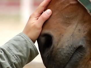 Φωτογραφία για Καλύβια: Νεκρό άλογο από ατύχημα – κινδύνεψε και ο αναβάτης
