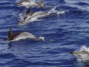 Φωτογραφία για Τα θηλυκά δελφίνια έχουν κλειτορίδα και φτάνουν σε οργασμό