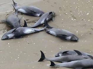 Φωτογραφία για Τα τουρκικά σόναρ της Γαλάζιας Πατρίδας σκότωσαν 13 δελφίνια στο Αιγαίο