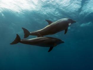 Φωτογραφία για Τα τουρκικά σόναρ της «Γαλάζιας Πατρίδας» σκότωσαν δελφίνια στο Αιγαίο