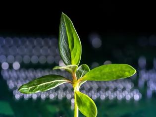Φωτογραφία για Βιονικά φυτά με υπερδυνάμεις, χάρη σε νανοϋλικά