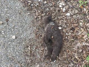 Φωτογραφία για Νεκρό αρκουδάκι εντοπίστηκε έξω από την κοινότητα  Σπηλαίου Γρεβενών (σοκαριστικές εικόνες)