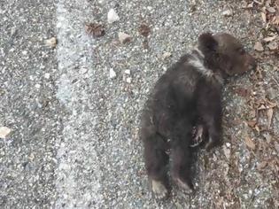 Φωτογραφία για Μωρό αρκουδάκι καταπλακώθηκε από βράχια στα Γρεβενά!