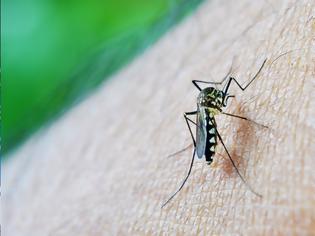 Φωτογραφία για Η προεκλογική περίοδος και τα… κουνούπια