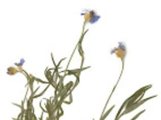 Φωτογραφία για 11899 - «Ο Φυτικός Πλούτος της Χερσονήσου του Αγίου Όρους». Έκθεση herbarium (αποξηραμένων φυτών)
