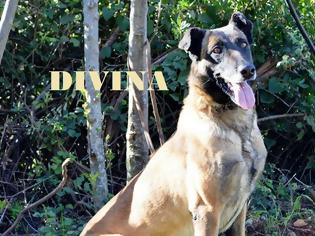 Φωτογραφία για Αποστρατεύτηκε η Divina - Αναλαμβάνει η Dagi
