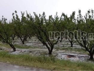 Φωτογραφία για Χαλάζι στην Ημαθία: Μεγάλες ζημιές στις αγροτικές καλλιέργειες